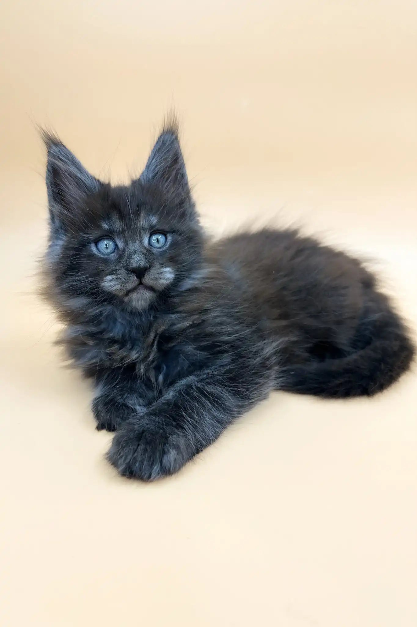 Black Smoke Maine Coon Cat
