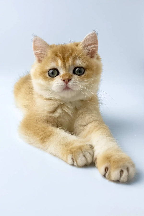 Uinston | british shorthair kitten