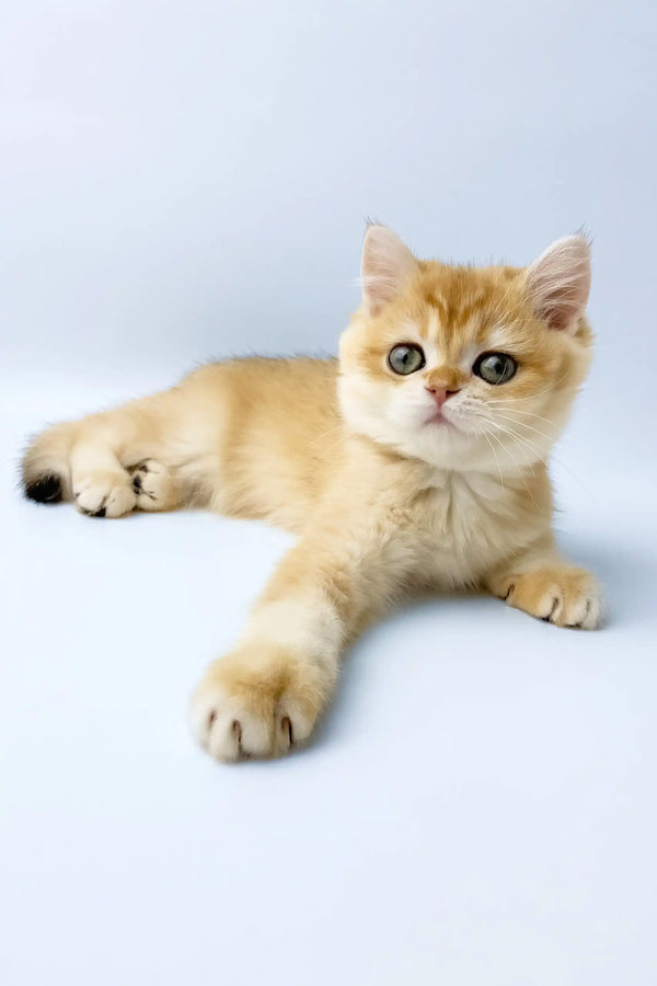 Uinston | british shorthair kitten