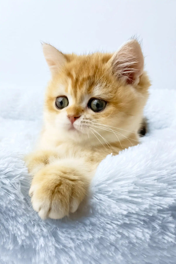 Uinston | british shorthair kitten