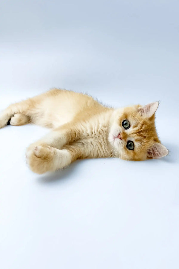 Uinston | british shorthair kitten