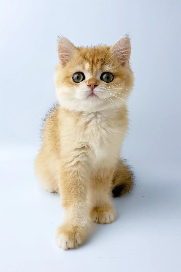 Uinston | british shorthair kitten