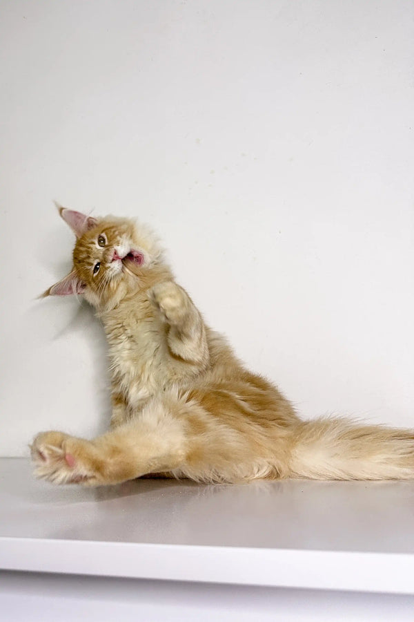 Fluffy cream-colored Maine Coon kitten in a playful, stretched-out pose