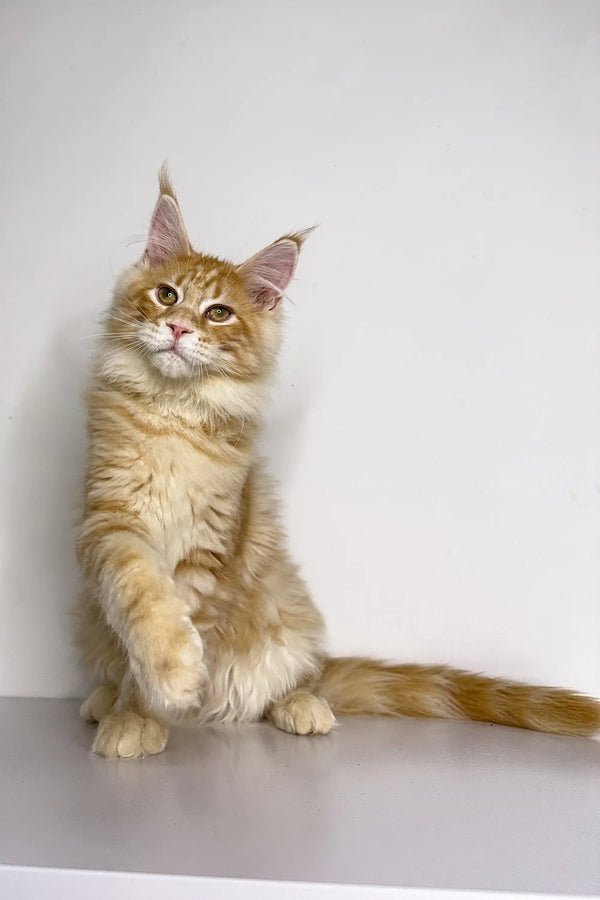 Maine Coon kitten sitting upright with paws raised, showcasing playful charm