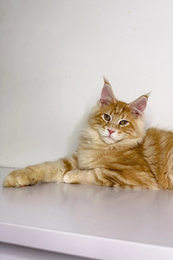 Long-haired orange tabby lounging, perfect for a Maine Coon kitten lover