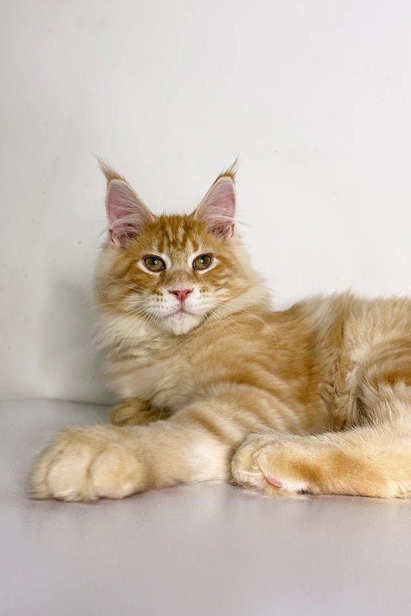 Maine Coon kitten with long fur and ear tufts, perfect for cat lovers