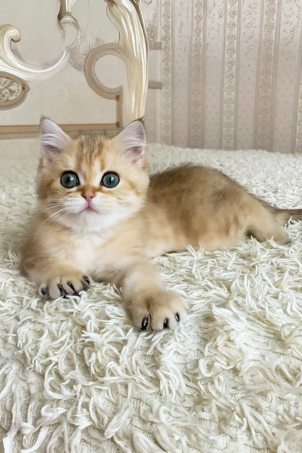 Ulan | british shorthair kitten