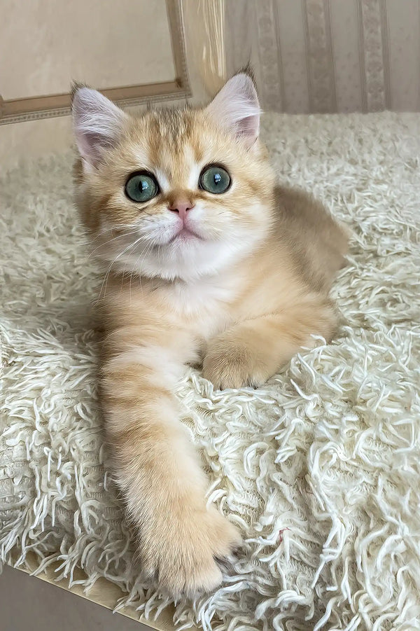 Ulan | british shorthair kitten