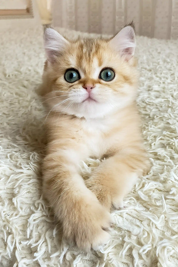 Ulan | british shorthair kitten