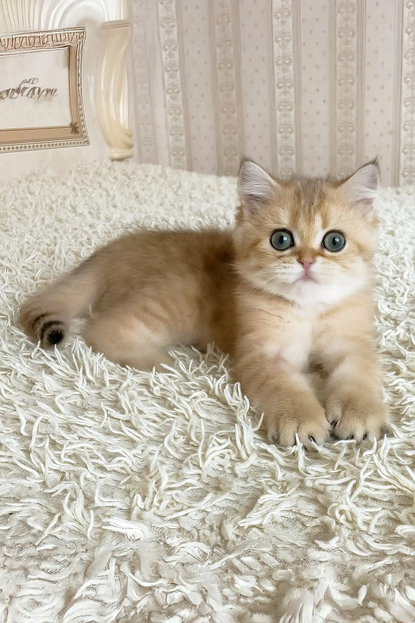 Ulan | british shorthair kitten