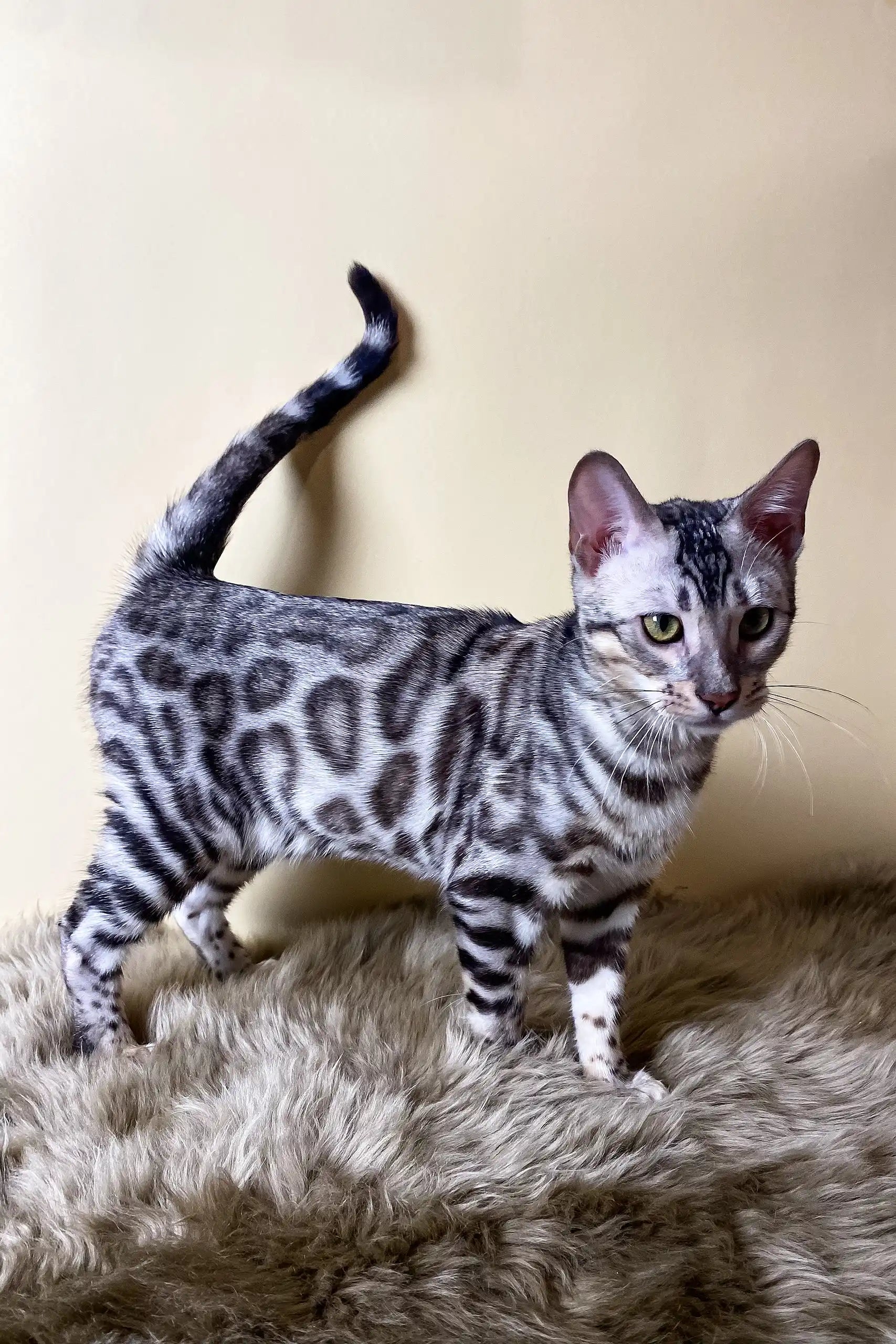 Silver Beauty Ultra Bengal Kitten with Green Eyes