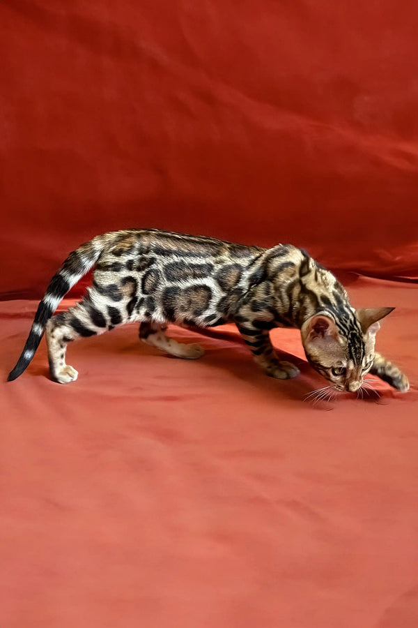 Spotted Bengal cat lounging on red, showcasing Ulysses Bengal Kitten’s unique look