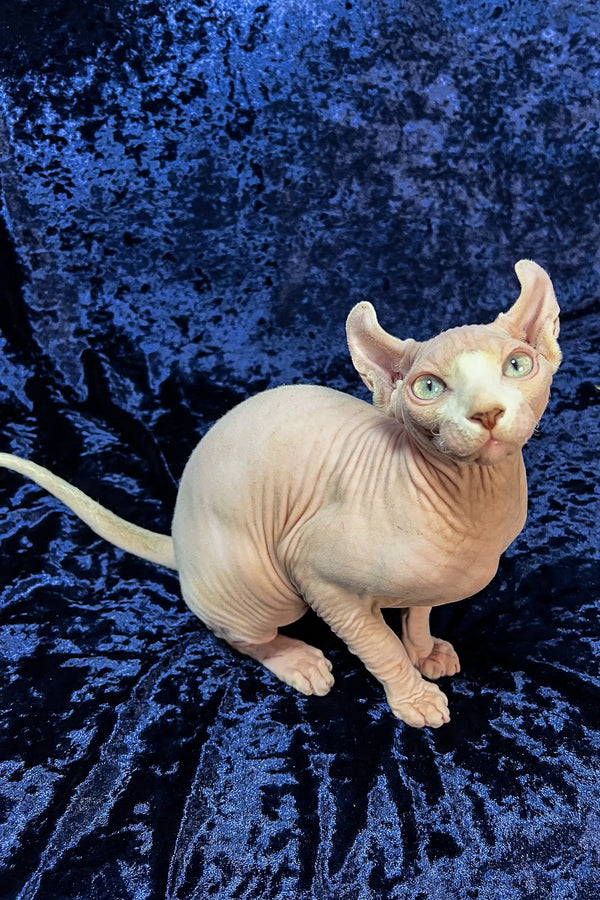 Cute Elf Sphynx Kitten with big ears and eyes, perfect for cat lovers