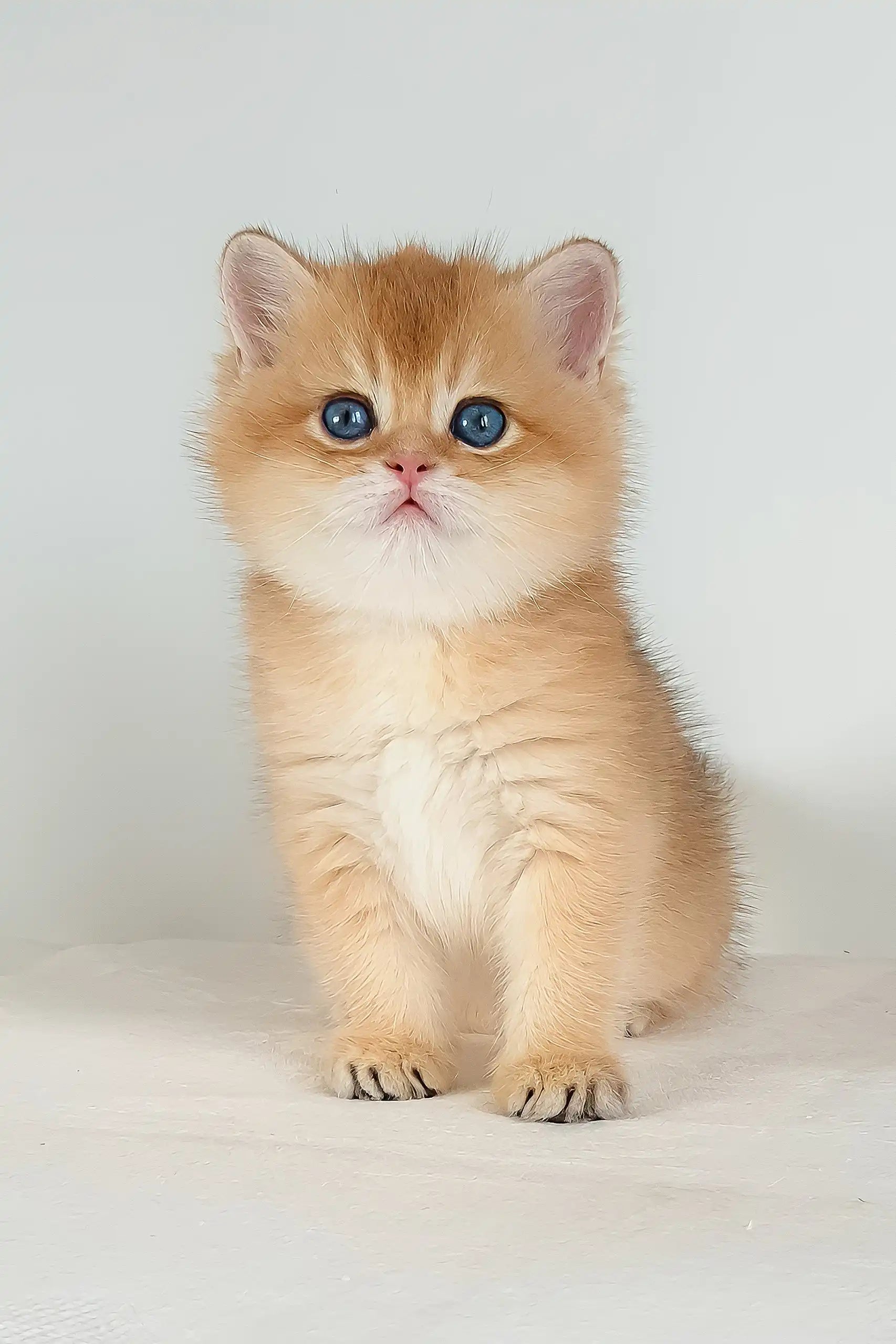 Umar British Shorthair Kitten with Blue Eyes - Main Image