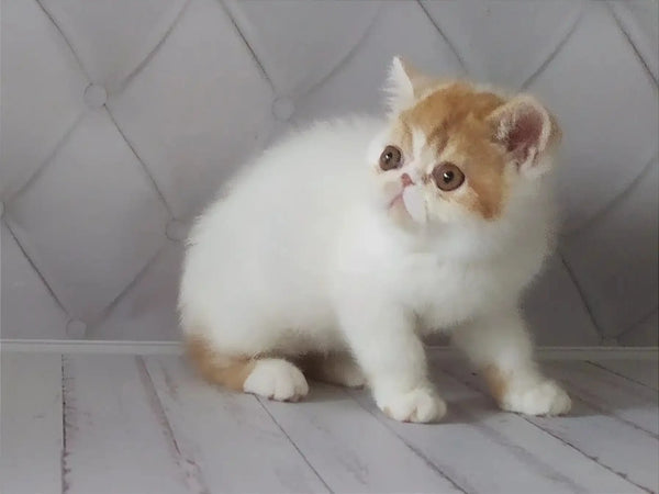 Adorable white and ginger Exotic Shorthair kitten with big eyes for Umka product