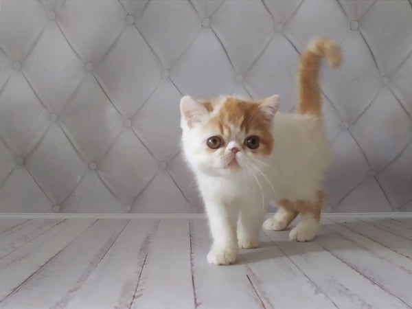 Adorable cream-colored Exotic Shorthair kitten with big eyes and a fluffy tail