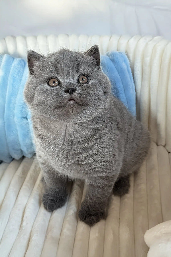 Umka | scottish straight kitten
