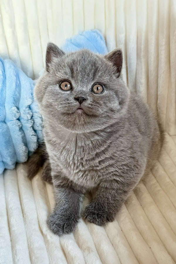 Umka | scottish straight kitten