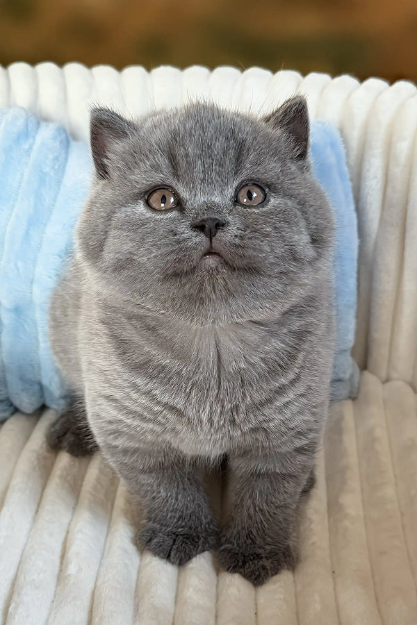 Umka | scottish straight kitten