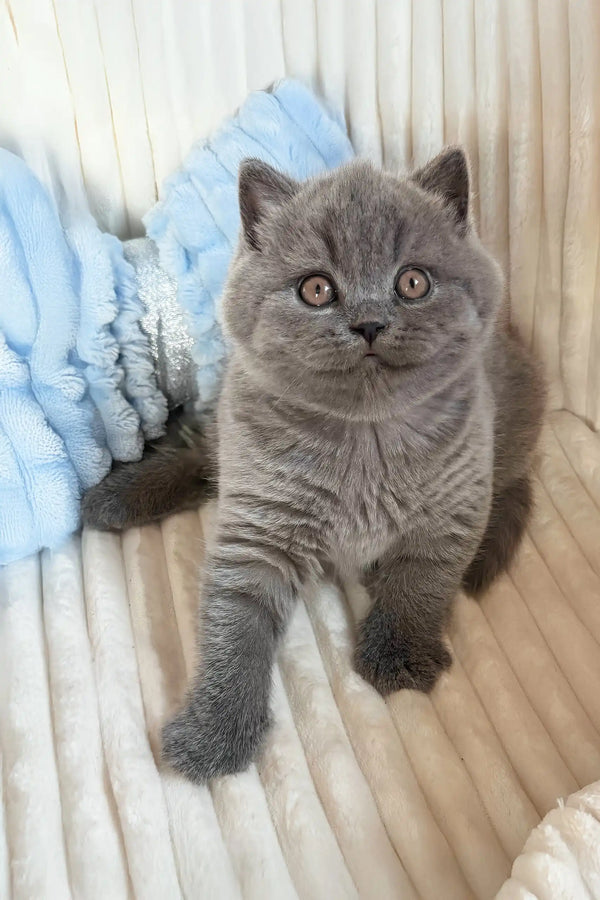 Umka | scottish straight kitten