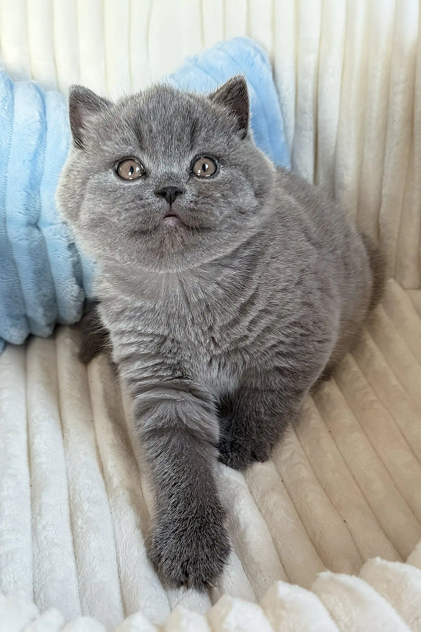 Umka | scottish straight kitten