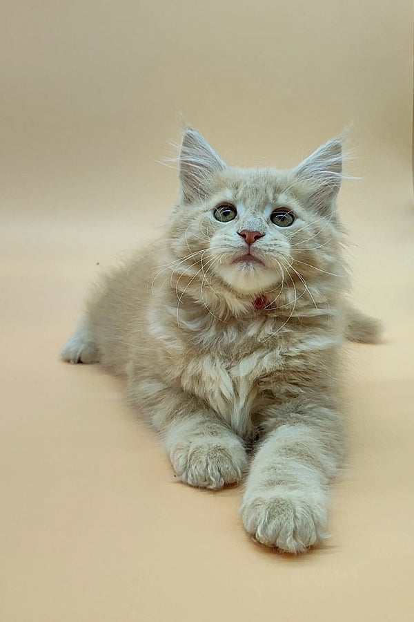 Fluffy white Maine Coon kitten Una with blue eyes lying down and looking adorable