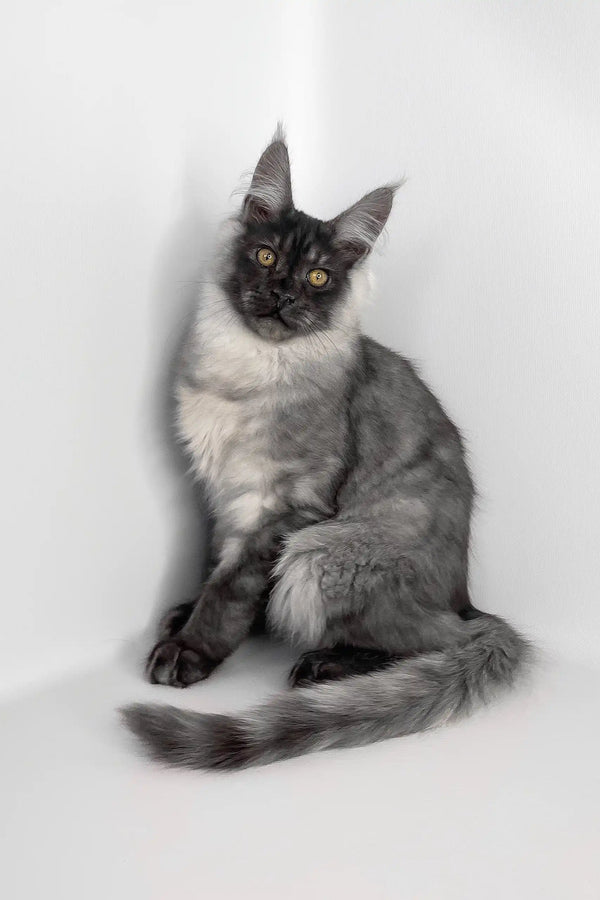 Uno | maine coon kitten