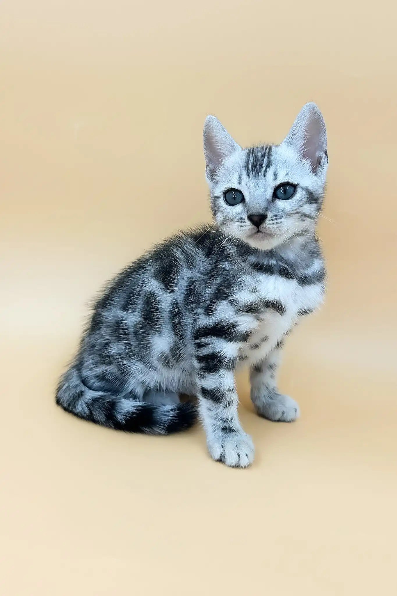 Gray Tabby Bengal Cat Black Cat Bengal Tabby Kittens For Sale