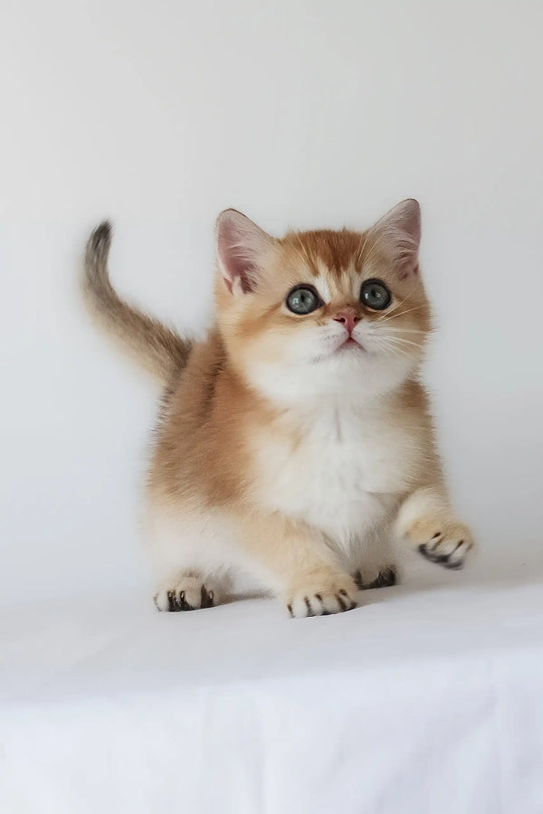 Urban | british shorthair kitten