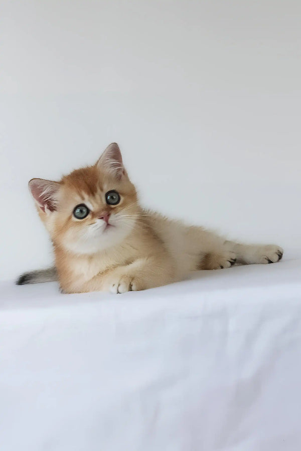 Urban | british shorthair kitten