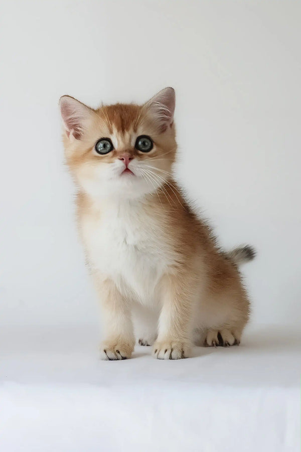 Urban | british shorthair kitten