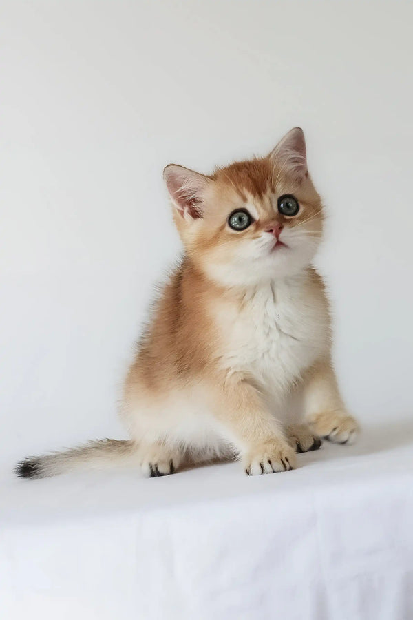 Urban | british shorthair kitten