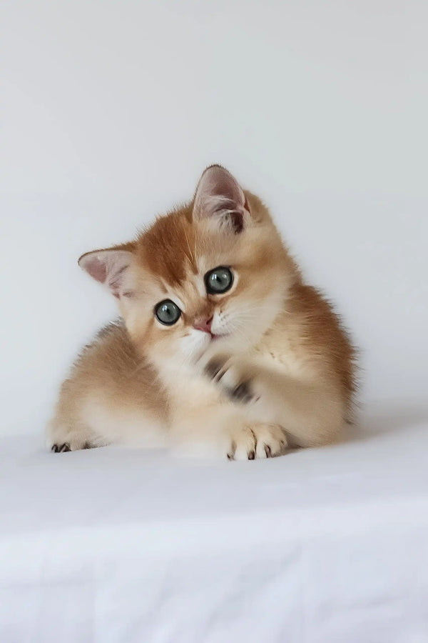 Urban | british shorthair kitten