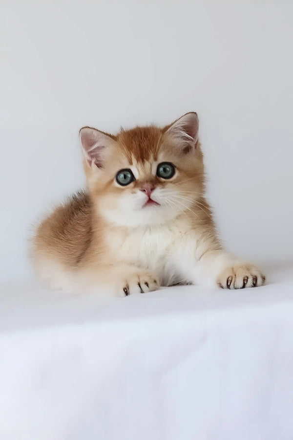 Urban | british shorthair kitten