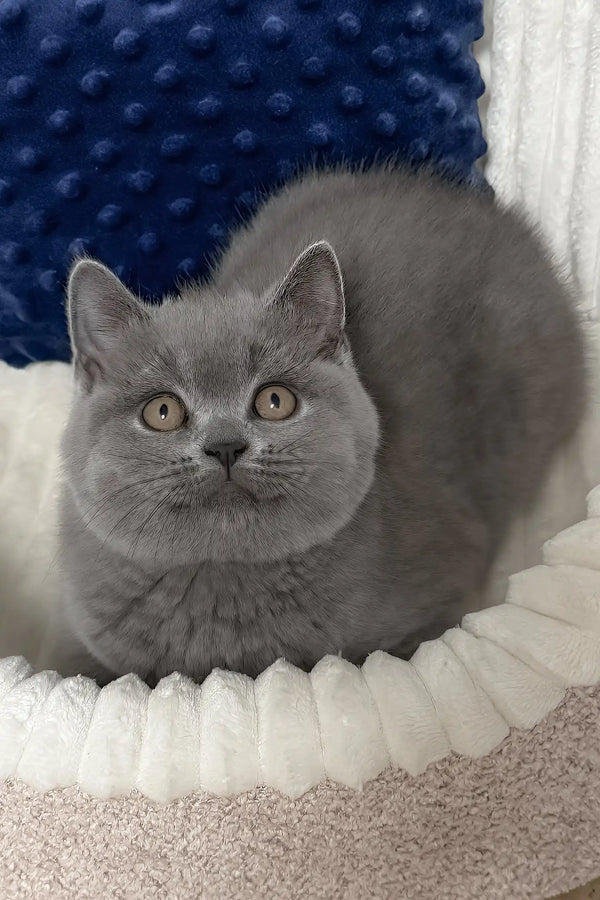 Urban | scottish straight kitten