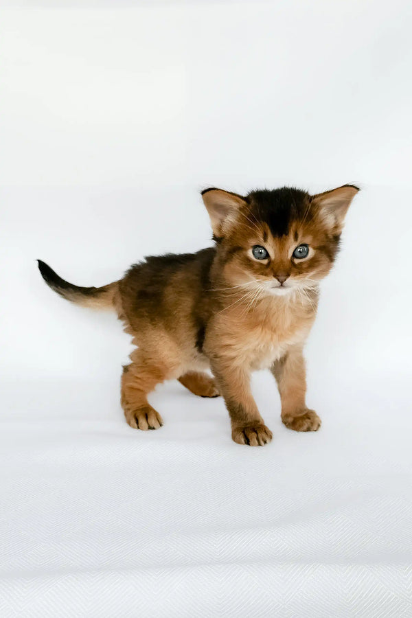 Urban | somali kitten