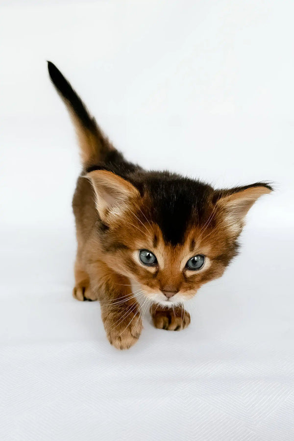 Urban | somali kitten