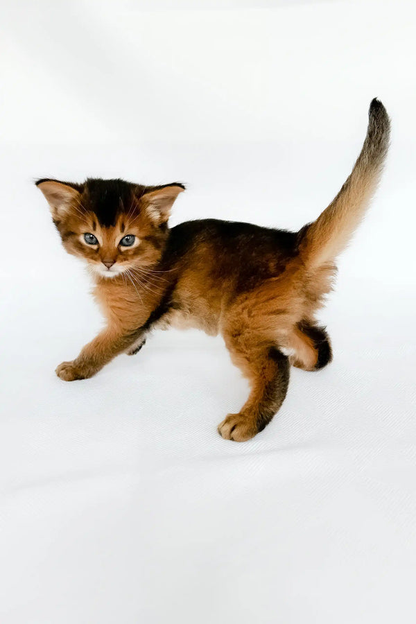 Urban | somali kitten