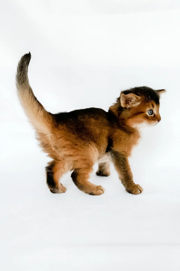 Urban | somali kitten