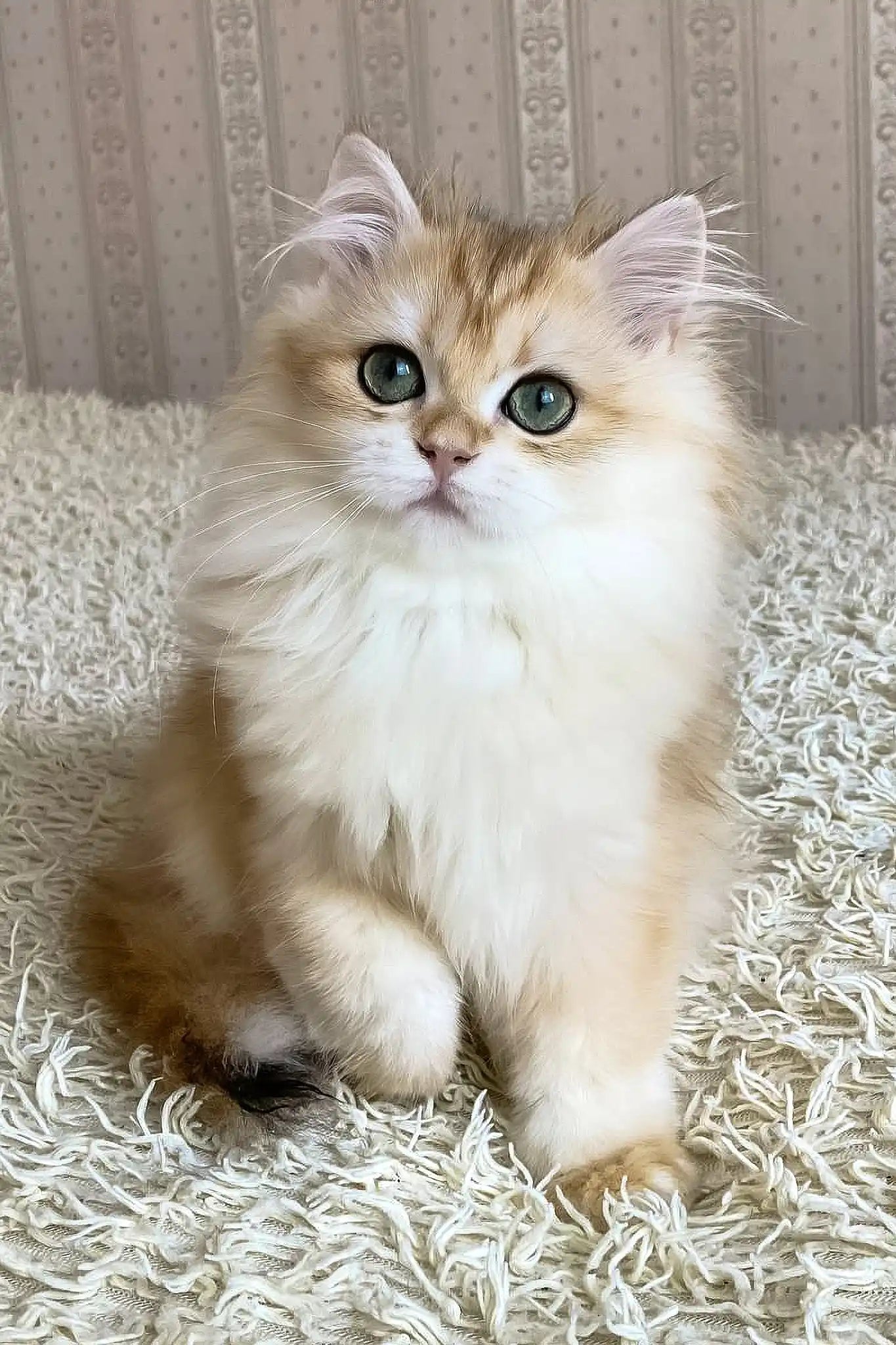 British Longhair Black Golden Cat Ursula The Sweet British