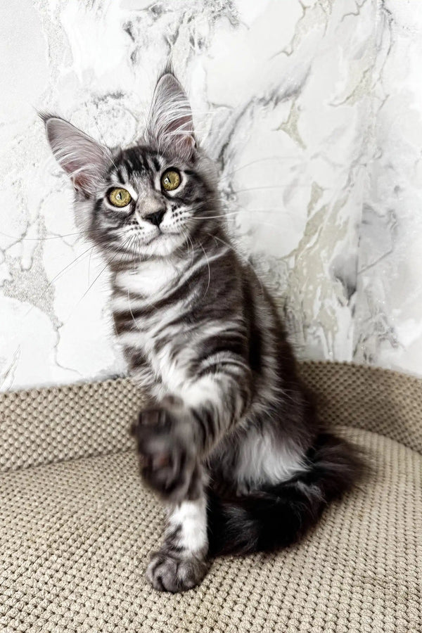 Ursula | maine coon kitten