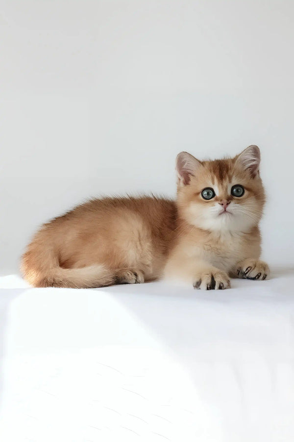 Uther | british shorthair kitten