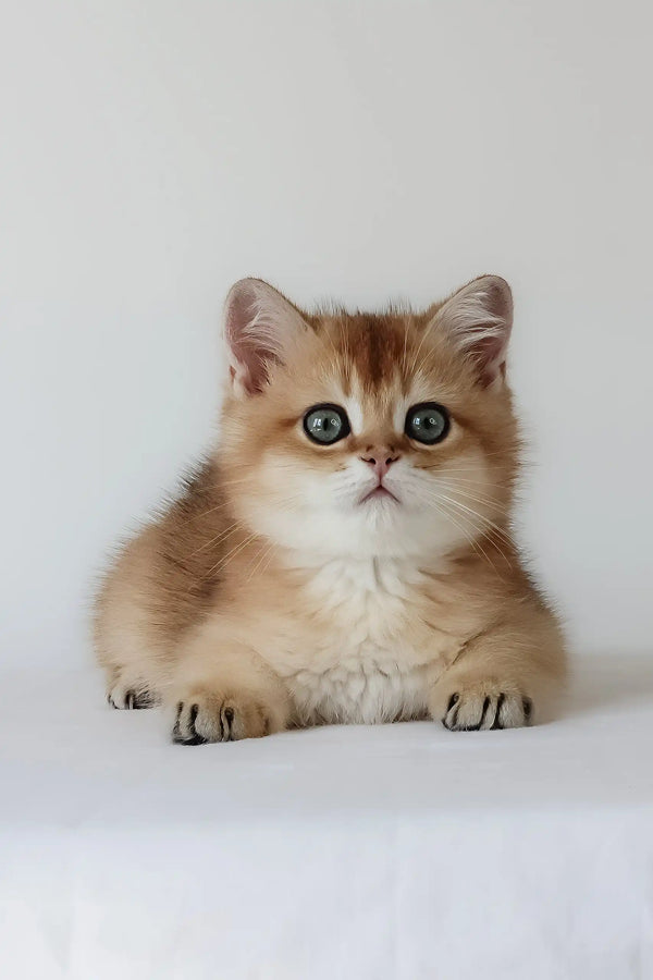 Uther | british shorthair kitten