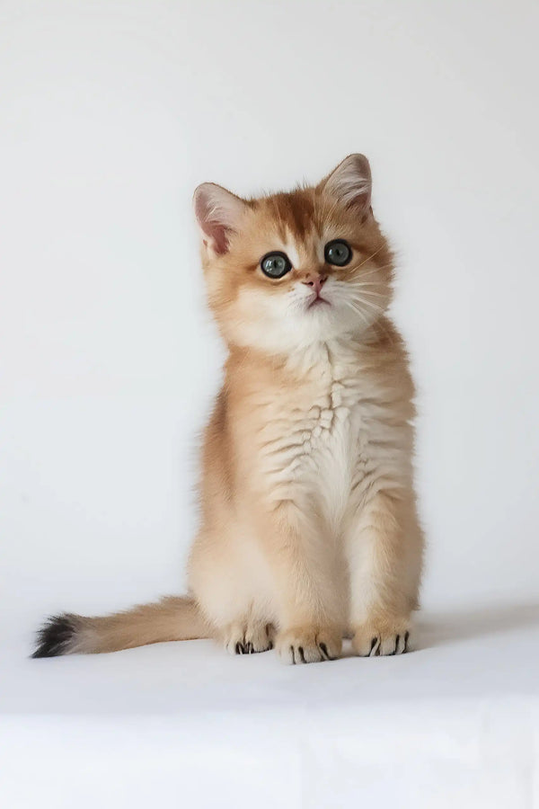 Uther | british shorthair kitten