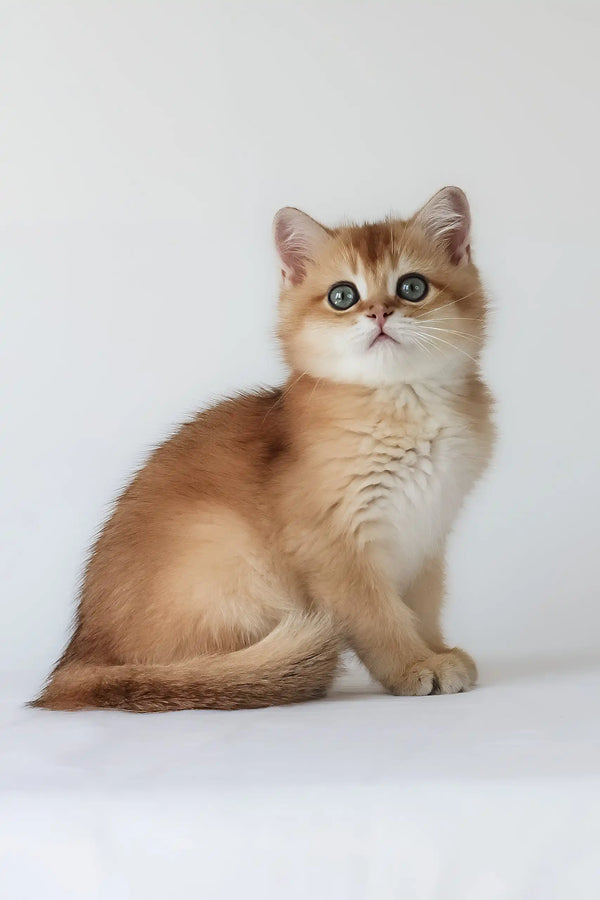 Uther | british shorthair kitten