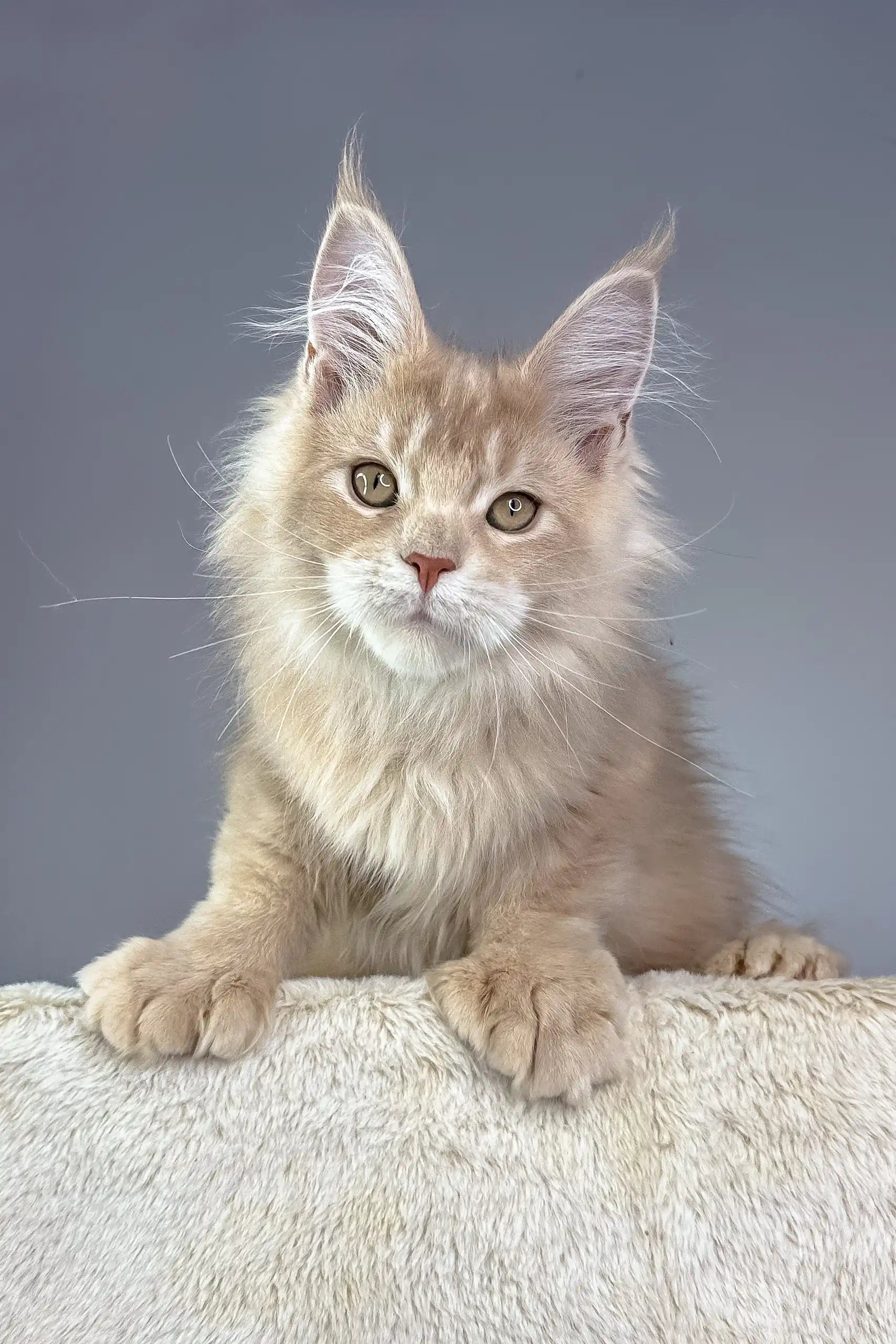 Psychedelic Maine Coon Cat – Diamond Art Club