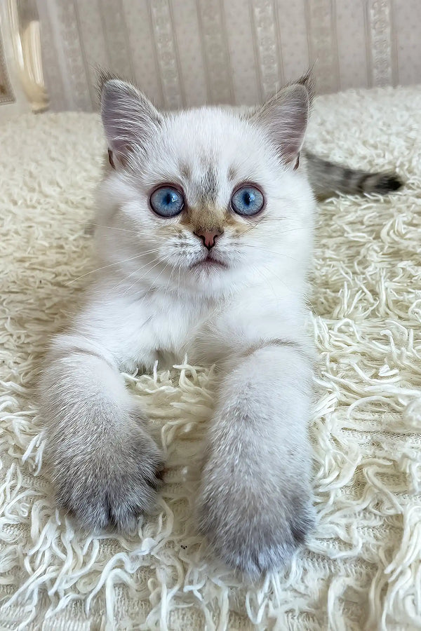 Valentino | british shorthair kitten