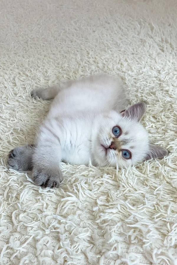 Valentino | british shorthair kitten