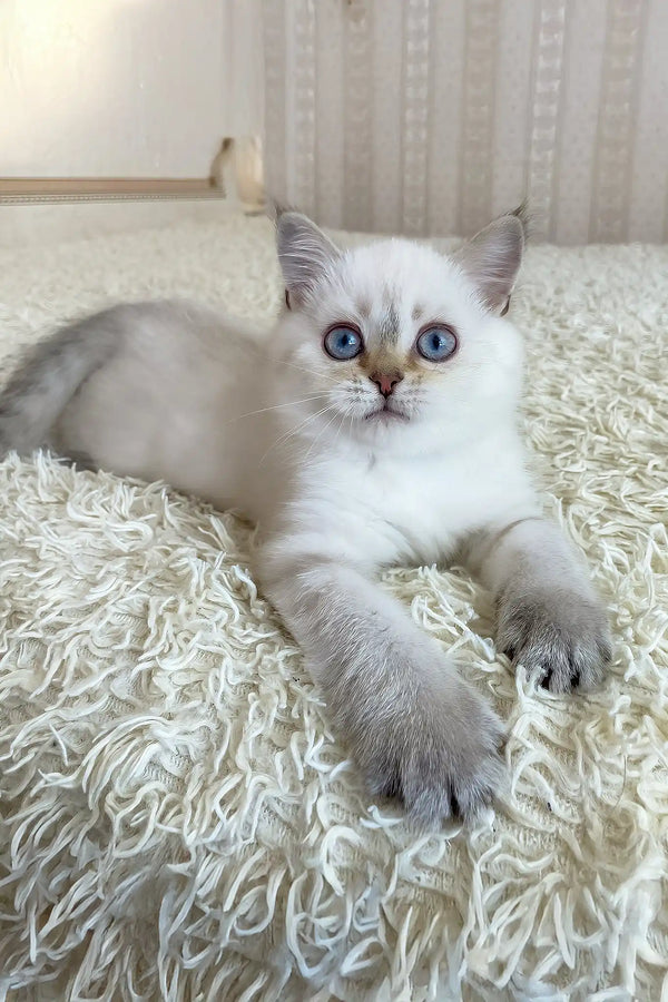 Valentino | british shorthair kitten