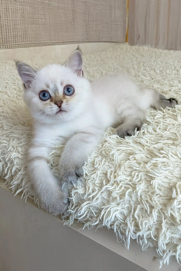 Valentino | british shorthair kitten